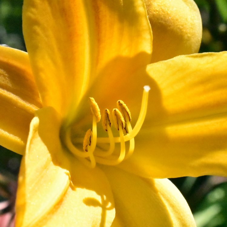 Hemerocallis ‘Golden Chimes’