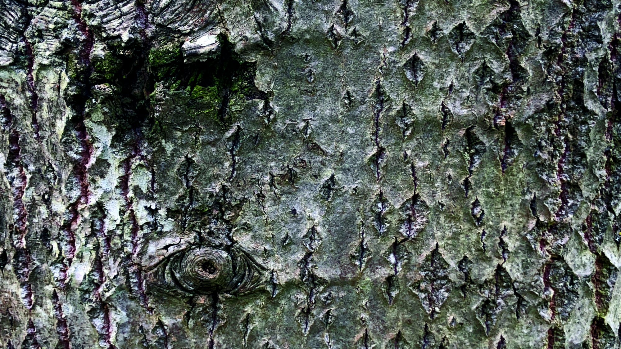 Bark of a poplar tree.