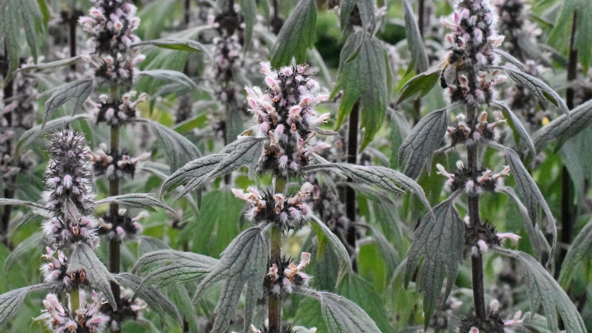 Whorls of pale pink flowers and contrasting greyish foliage