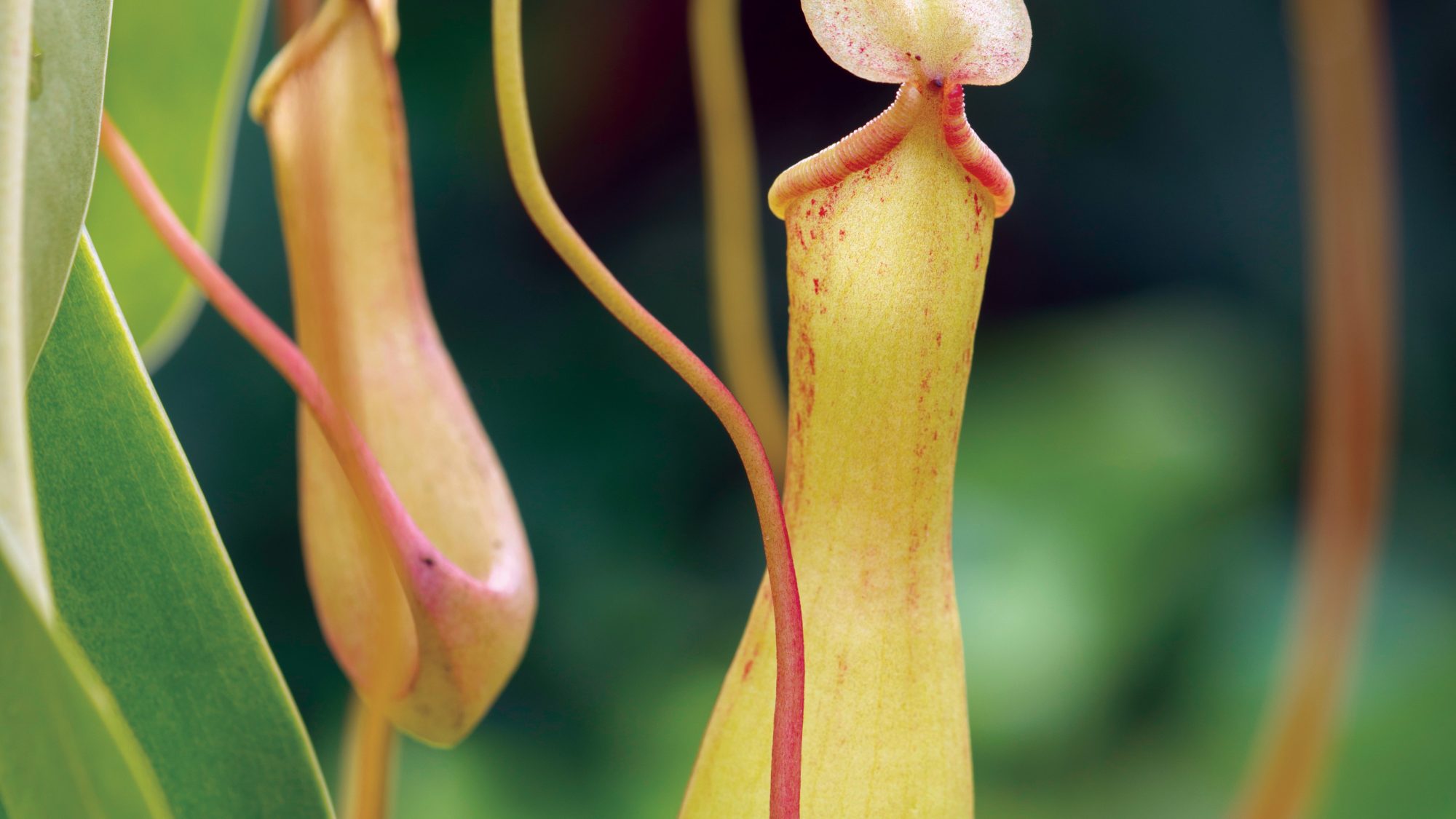 Tubular hanging pitchers of the hanging pitcher plant