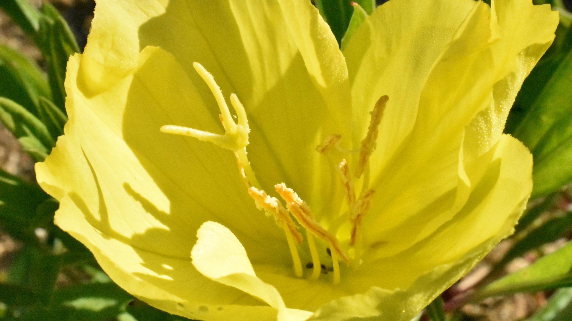 Open, primrose-yellow flower.