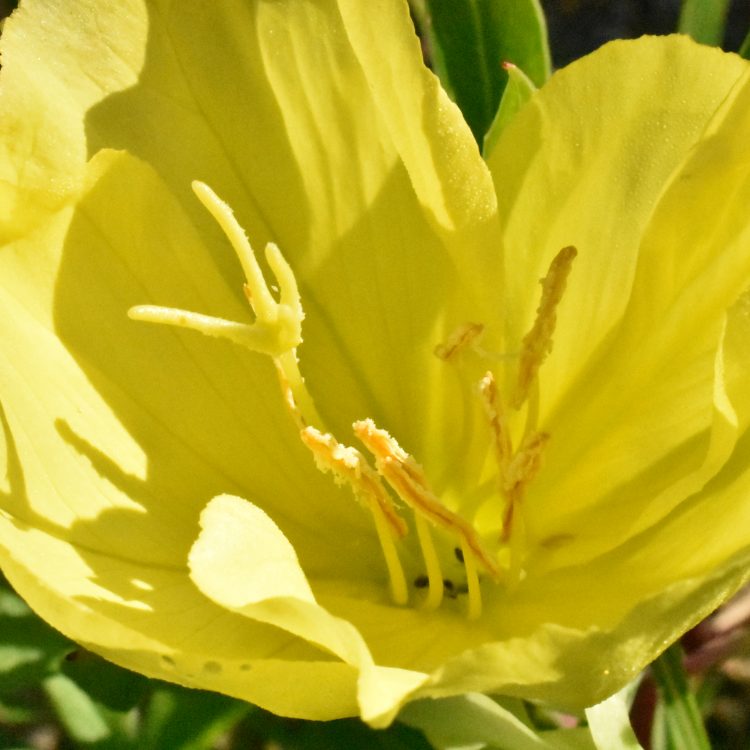 Oenothera macrocarpa