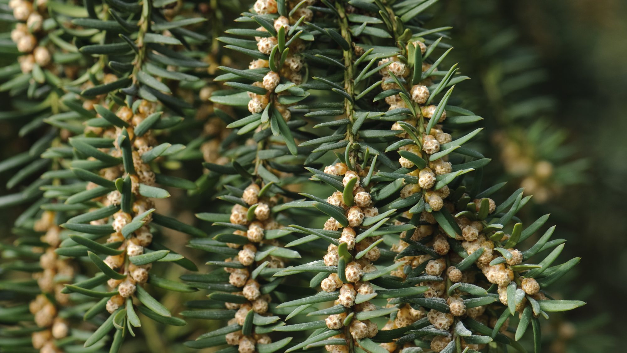 Brown scaly flower buds growing from the branches of a yew tree.