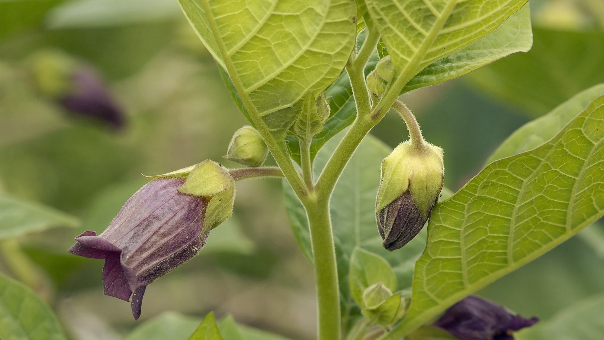 Purple tubular flowers with green leaves 