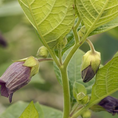 Deadly Nightshade