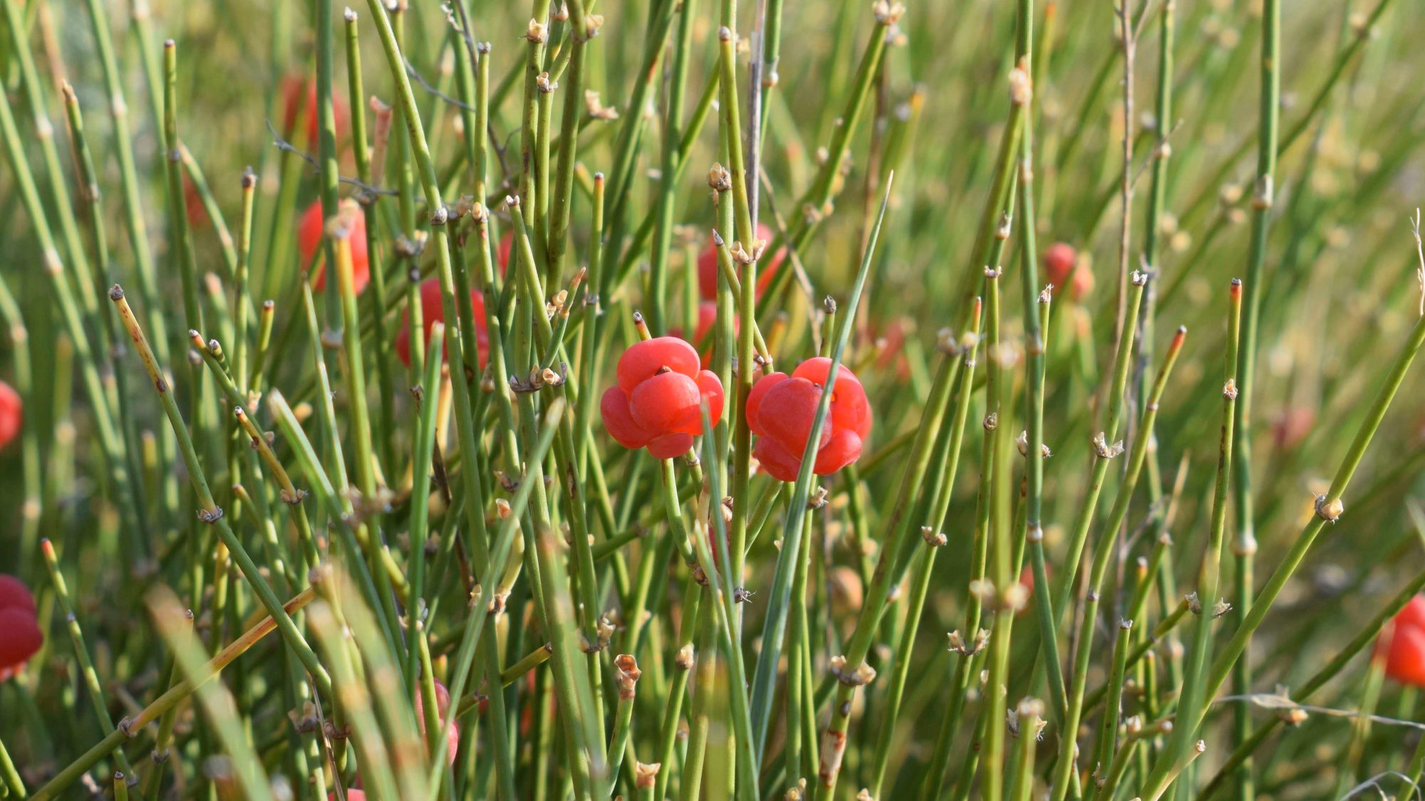 Tall, thin green plants with brown scaly leaves and red fruits.
