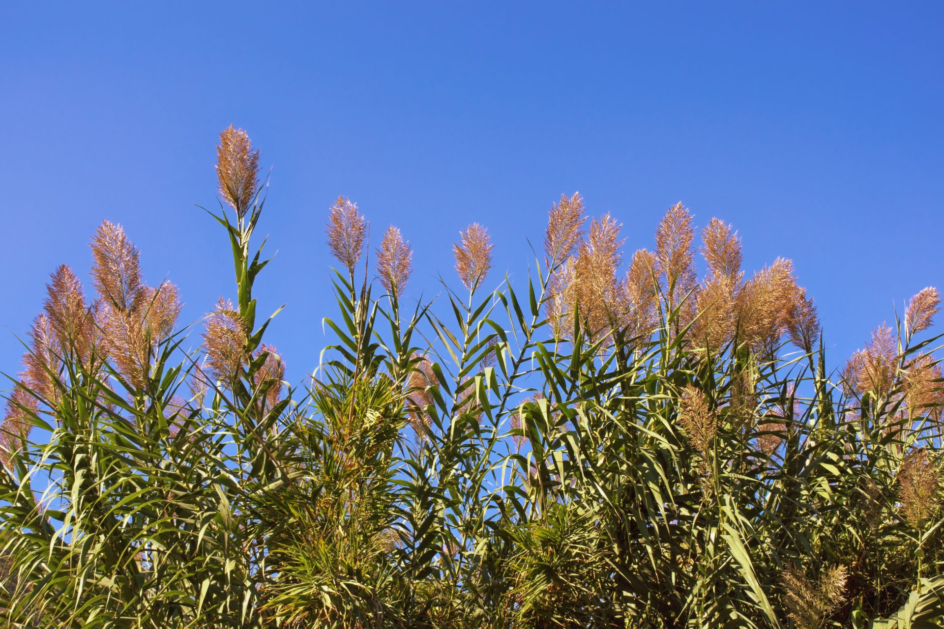 Giant Reed (Arundo donax) - Cambridge University Botanic Garden