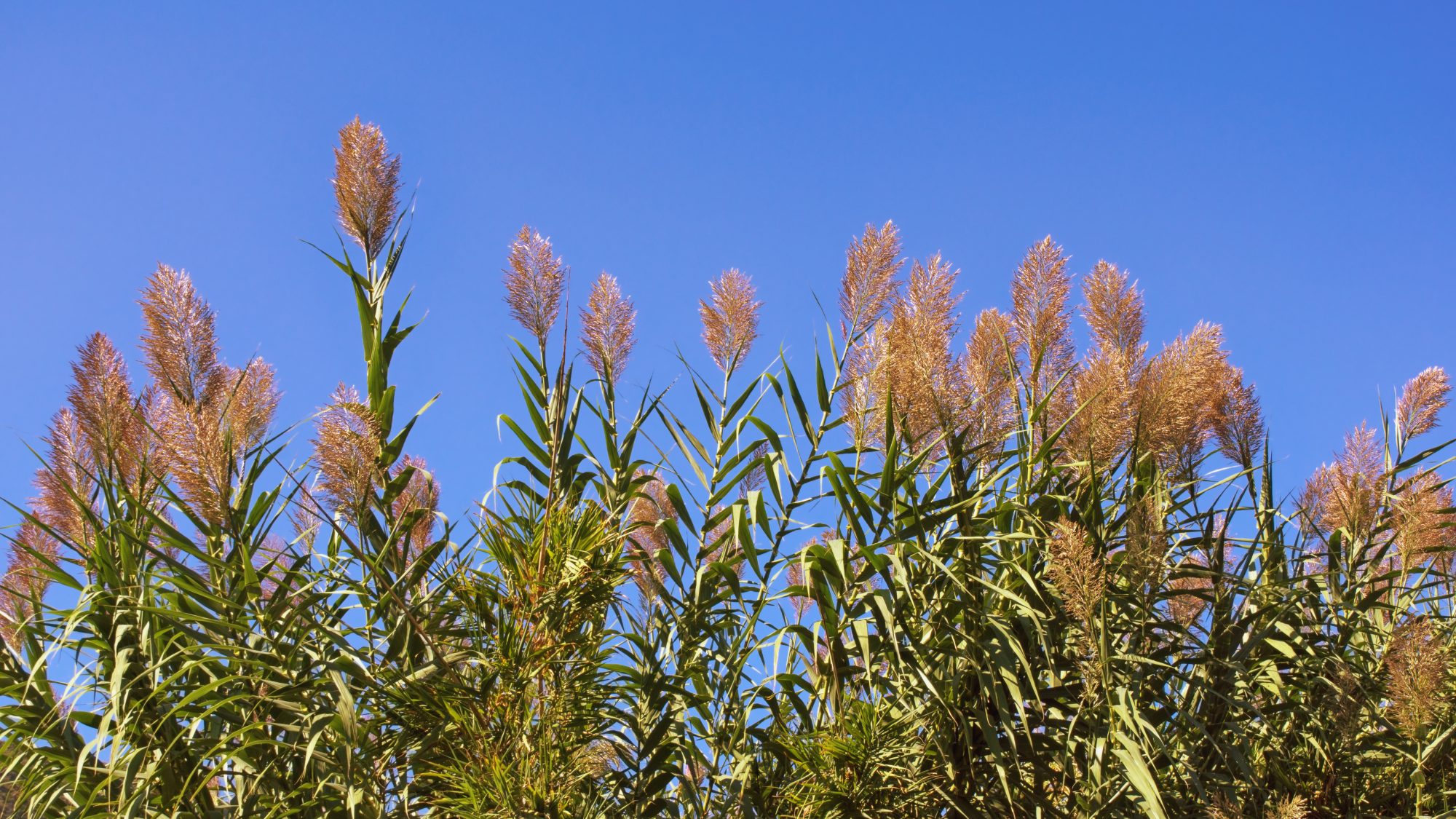 Green reeds growing closely together.