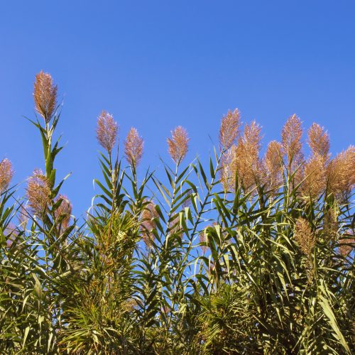 Giant Reed