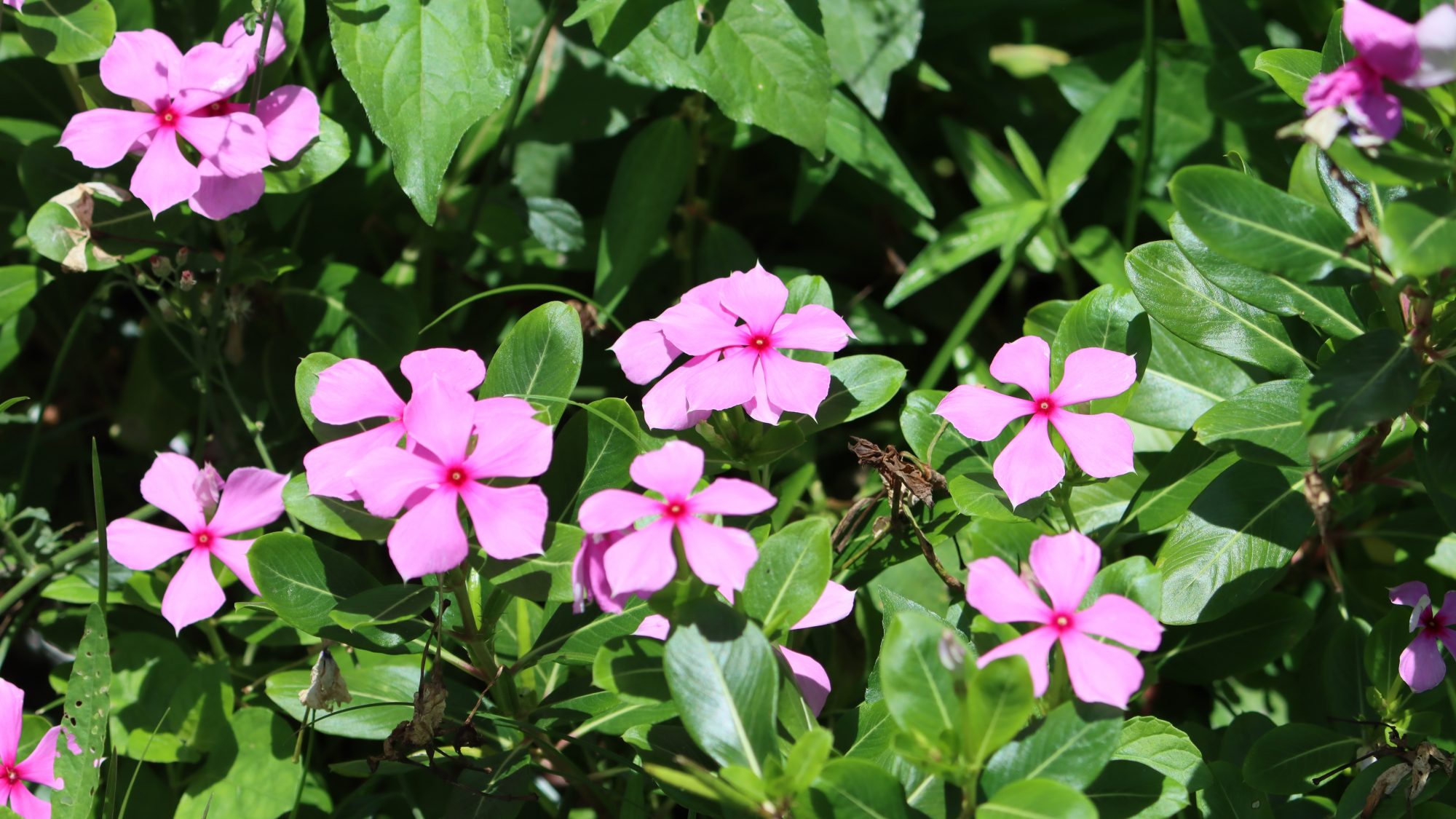 A mass of pink flower grows from a plant with green shiny leaves.