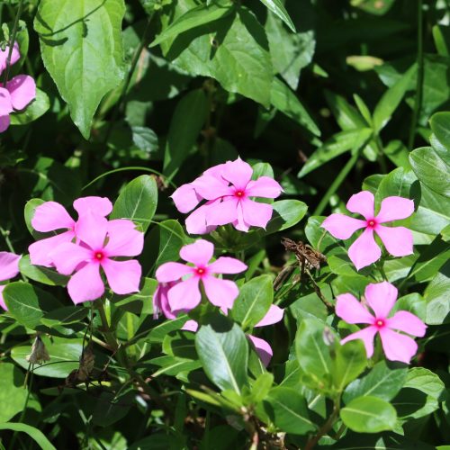Madagascar Periwinkle