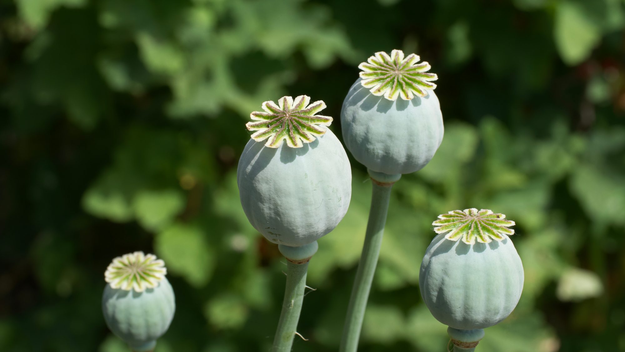 Pale green poppy seed heads 