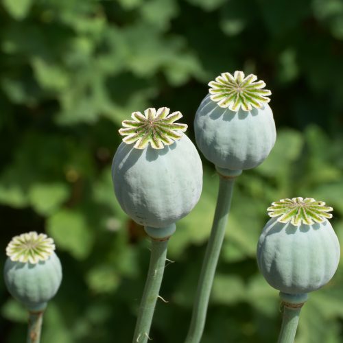 Medicines from Plants - Cambridge University Botanic Garden