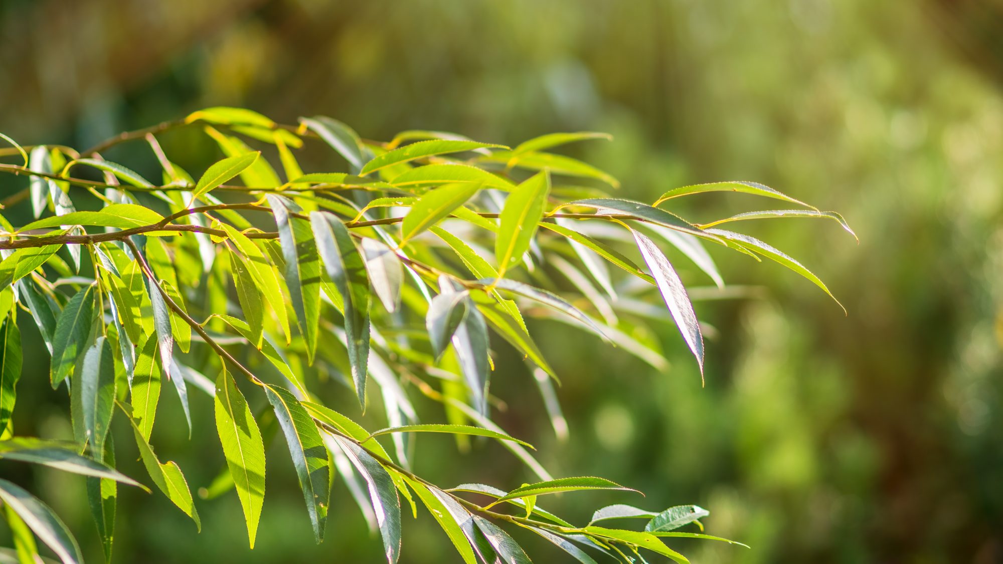 Green willow leaves which on the underside have a whitish hue.