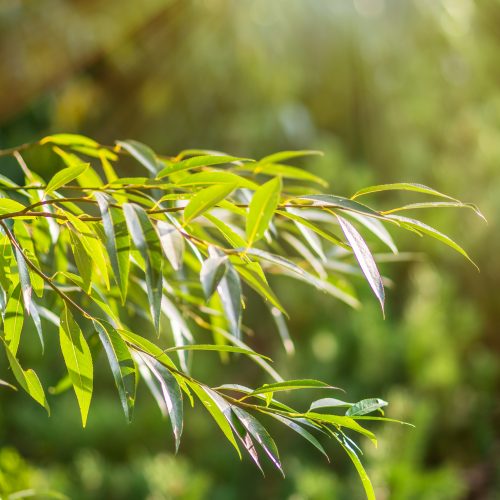 Golden Willow