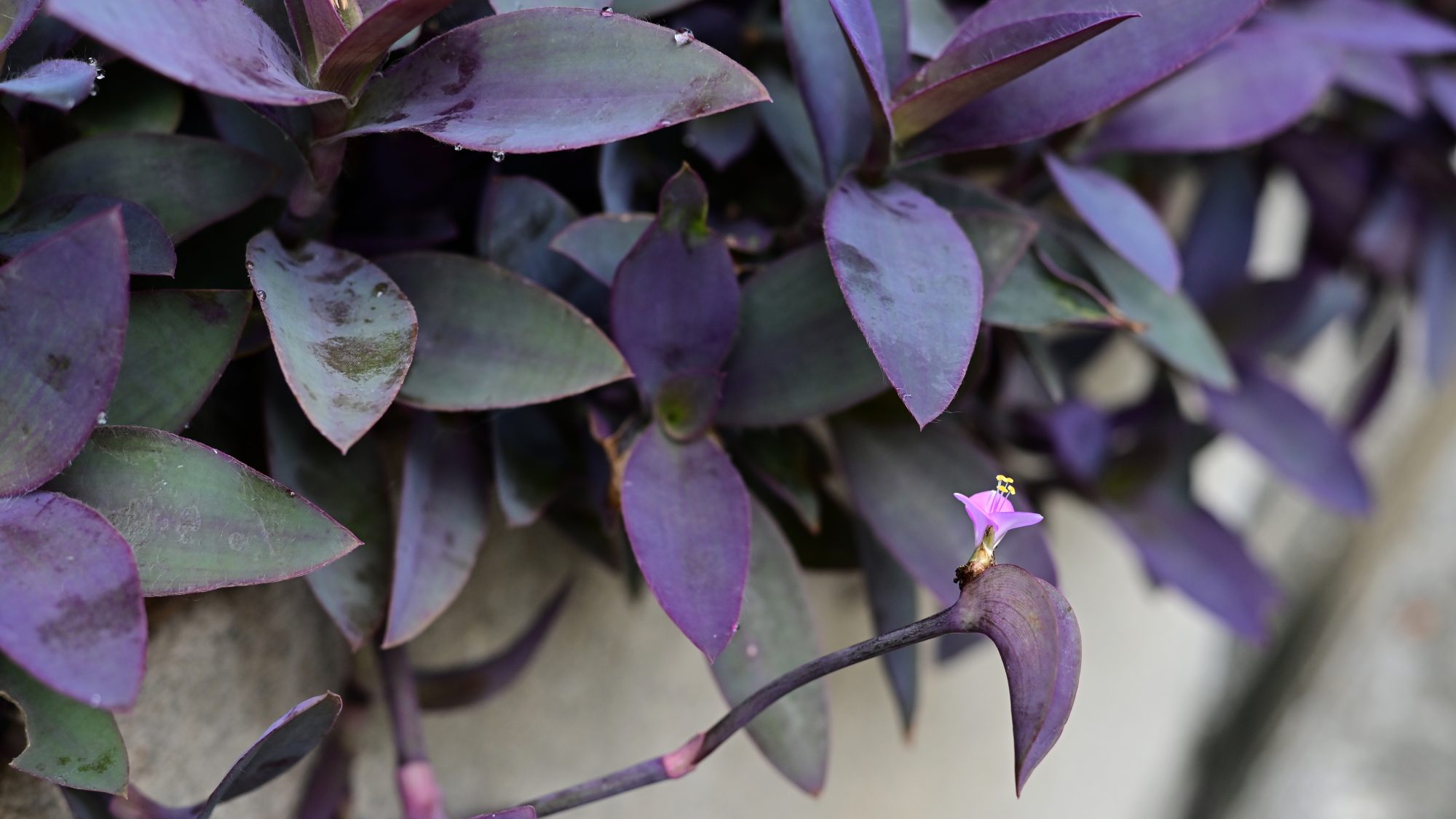Simple purple and green leaves with a small pink flower