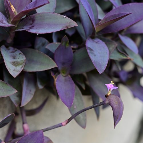 Tradescantia pallida 'Purpurea'