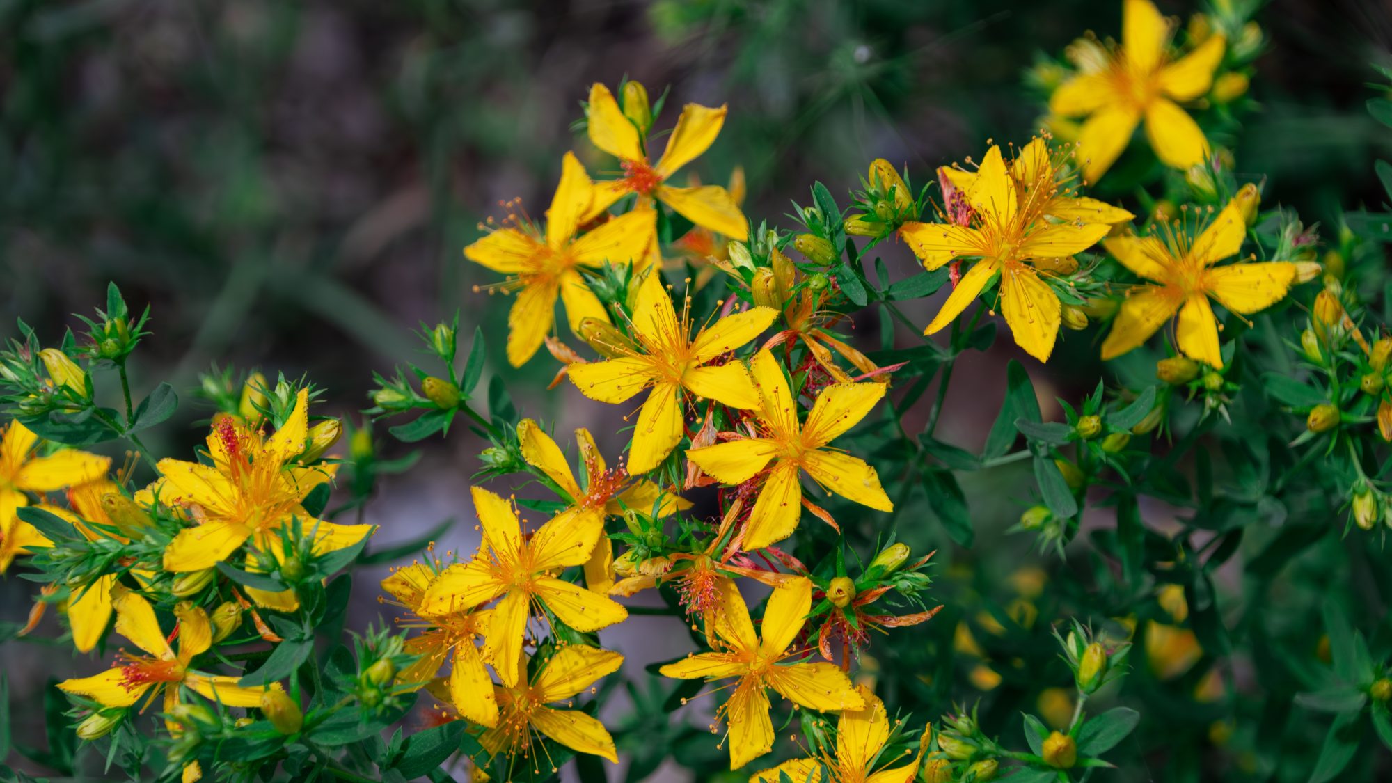 Small yellow flowers and flower buds.