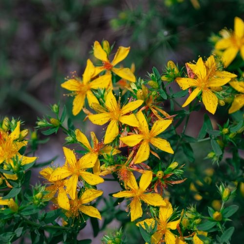 St John's Wort