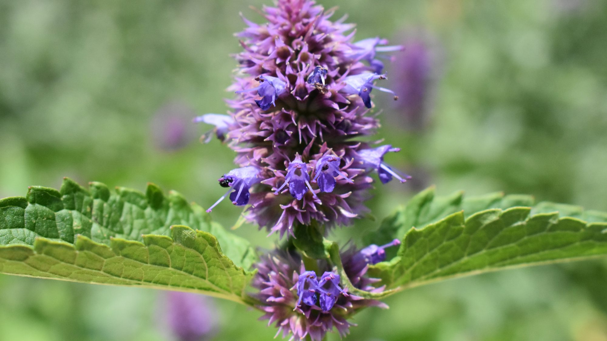 Spike of blue flowers