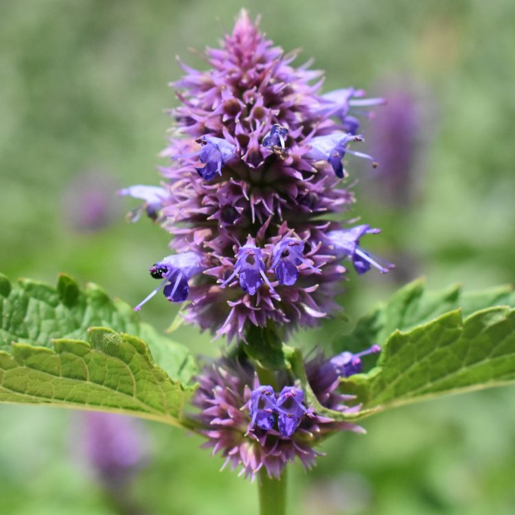 Agastache ‘Liquorice Blue’