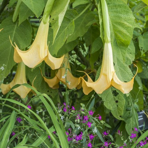 Understanding Plants