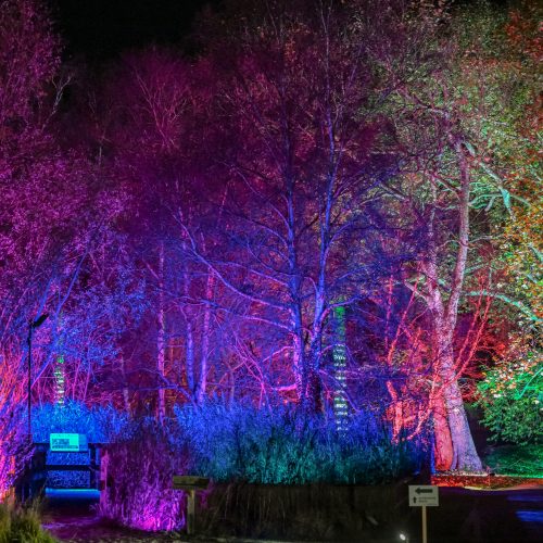 Cambridge Botanic Lights - Frequently Asked Questions (FAQs) 2025