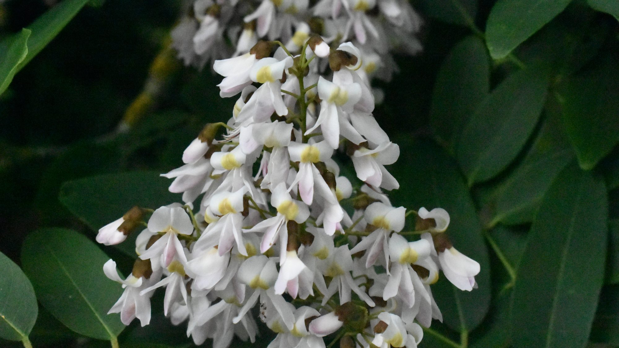 Panicle of white pea-like flowers
