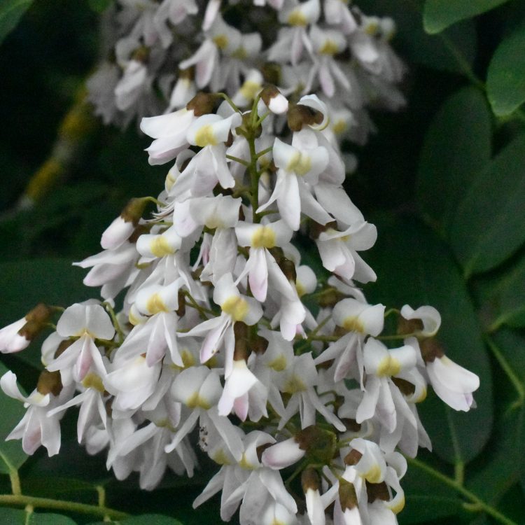 Cladrastis sinensis