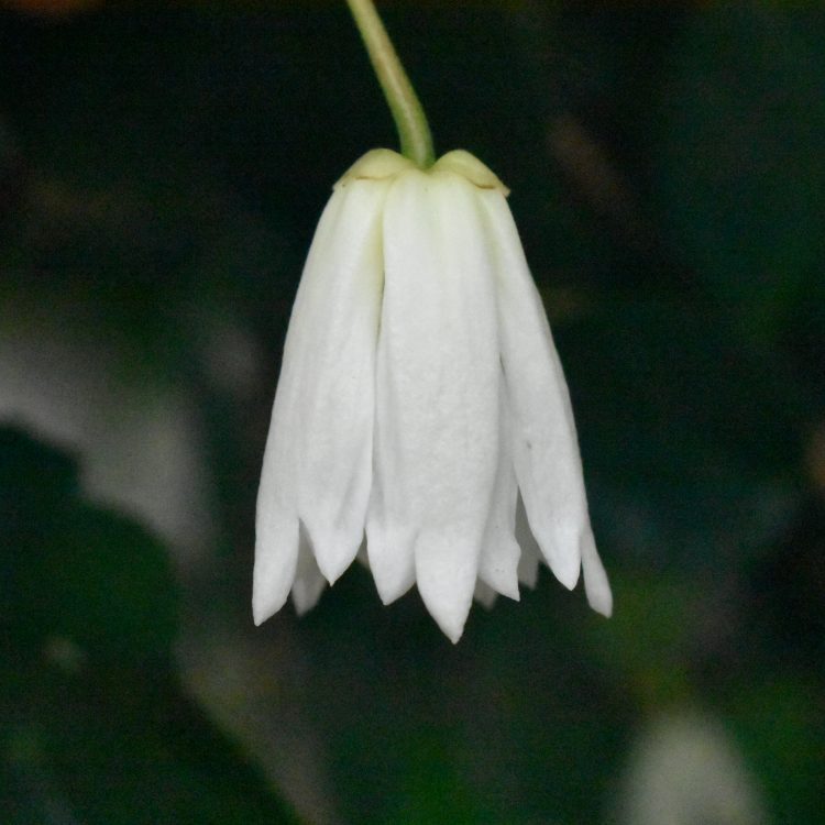 Crinodendron patagua