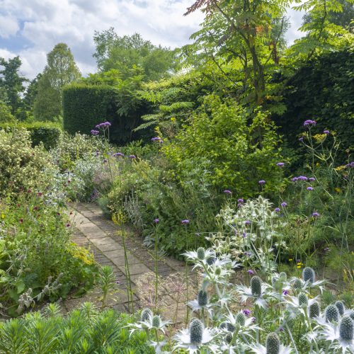 Dry Garden
