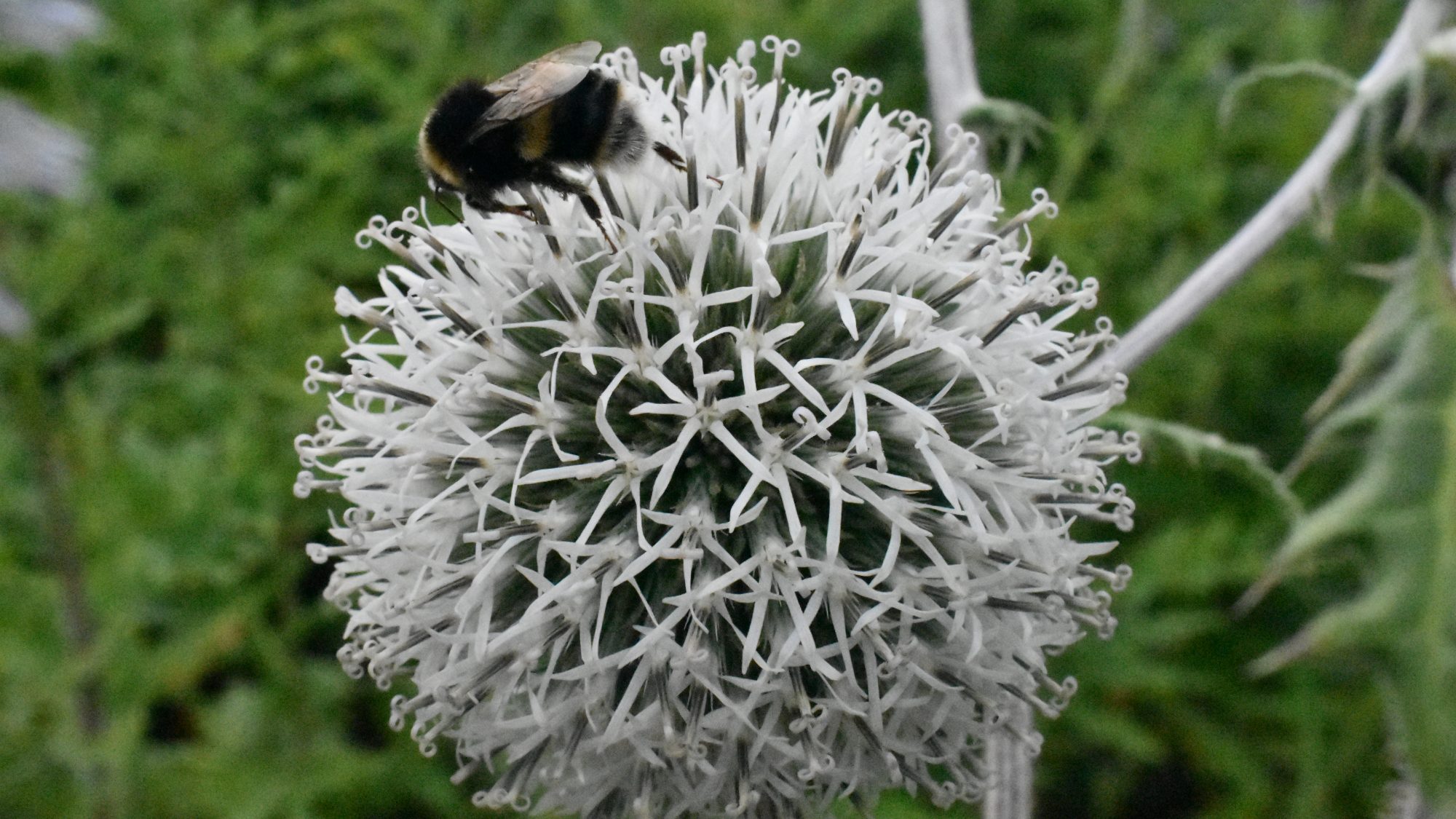 White drumstick flowerhead with bee.