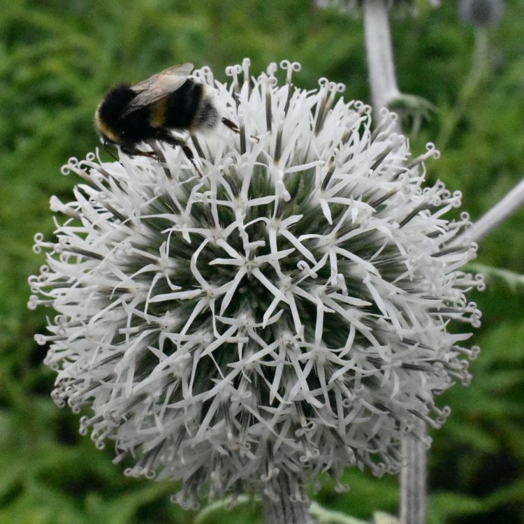 Echinops sphaerocephalus