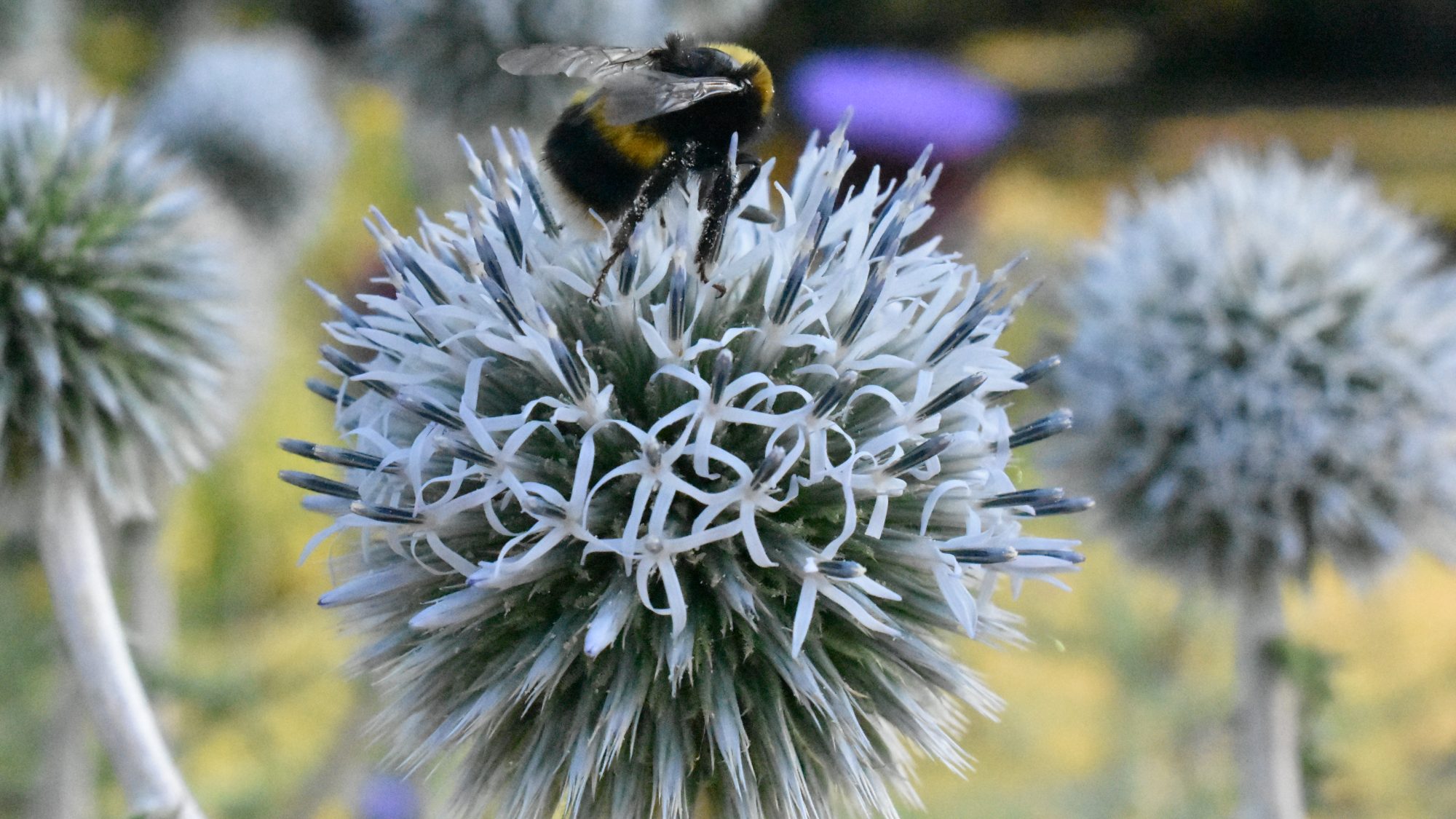 White drumstick flowerhead with bee.