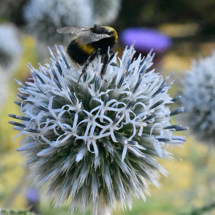 Echinops sphaerocephalus