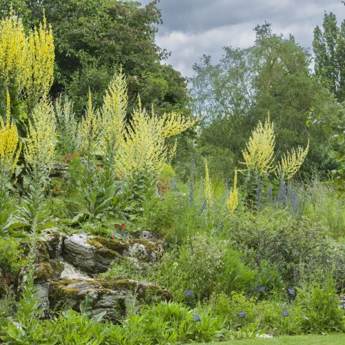 British Wild Plants