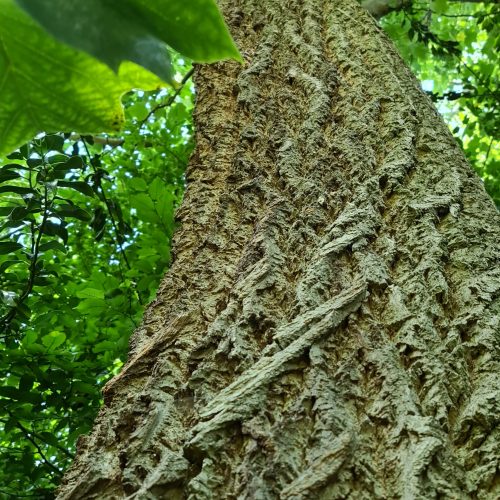 Scientists discover new wood type that could be highly efficient at carbon storage
