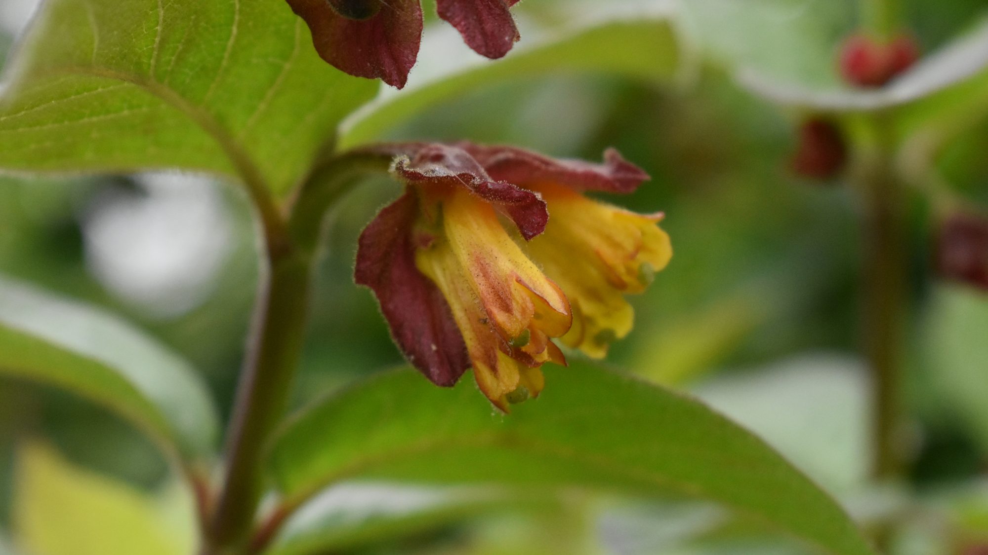 Tubular yellow-orange flowers surrounded by a red-brown bract