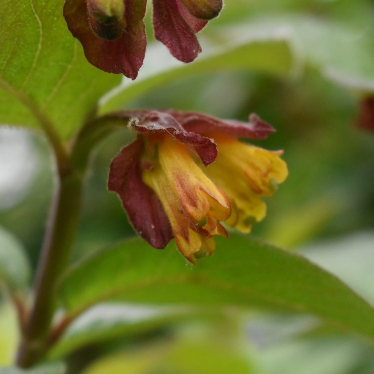 Lonicera involucrata