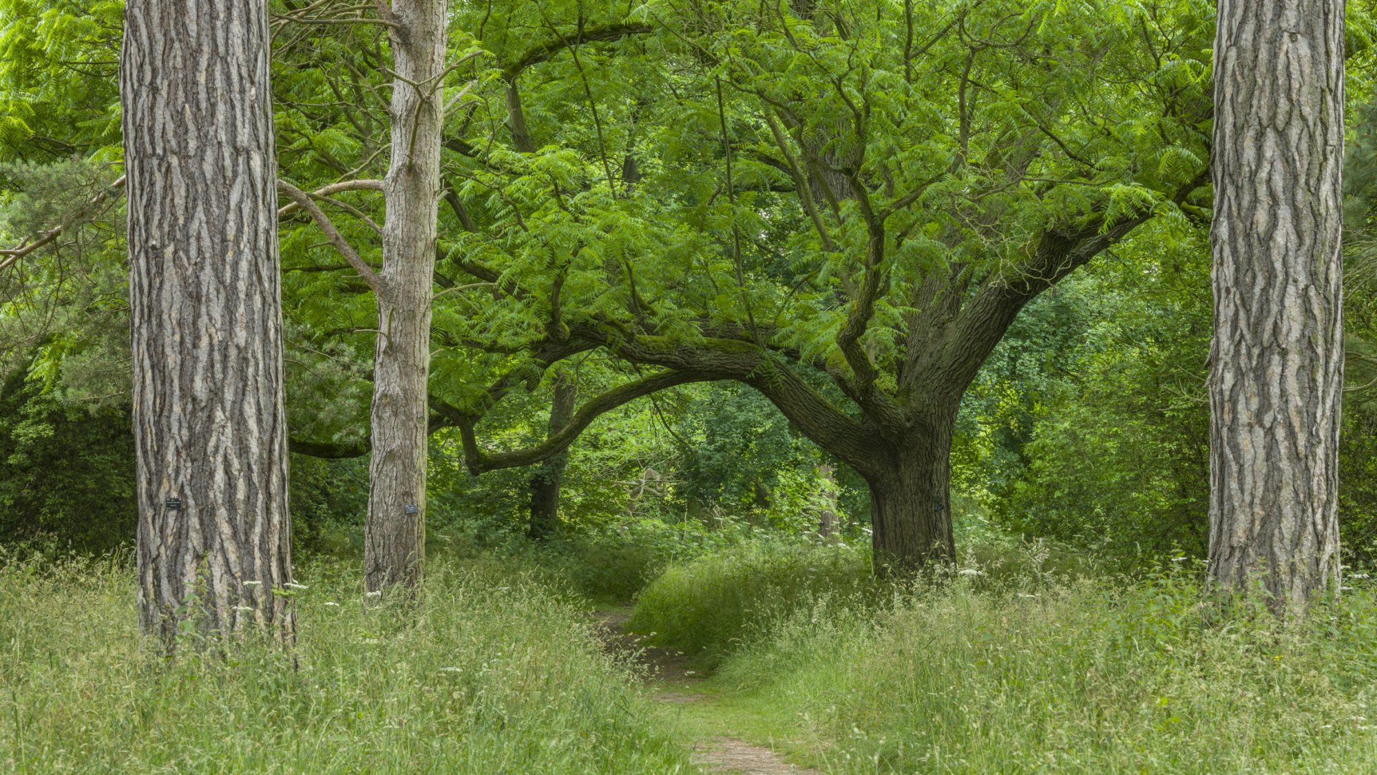 A curved tree over a path through the pinetum.