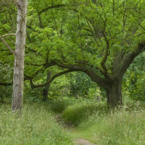 Wellness Wanders