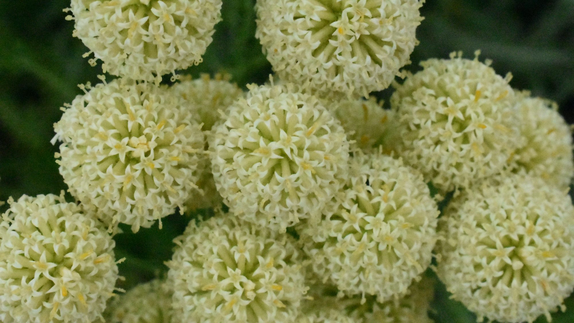 Pompoms of pale yellow flowers