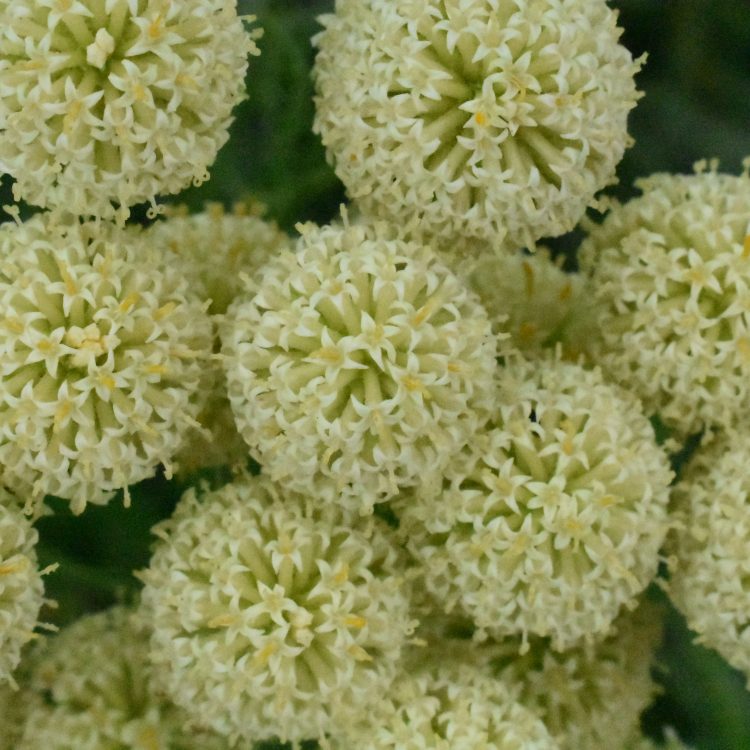 Santolina chamacyparissus var. neapolitana