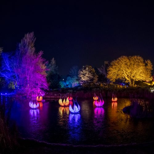 Cambridge Botanic Lights 2024 – Photography Competition Winners