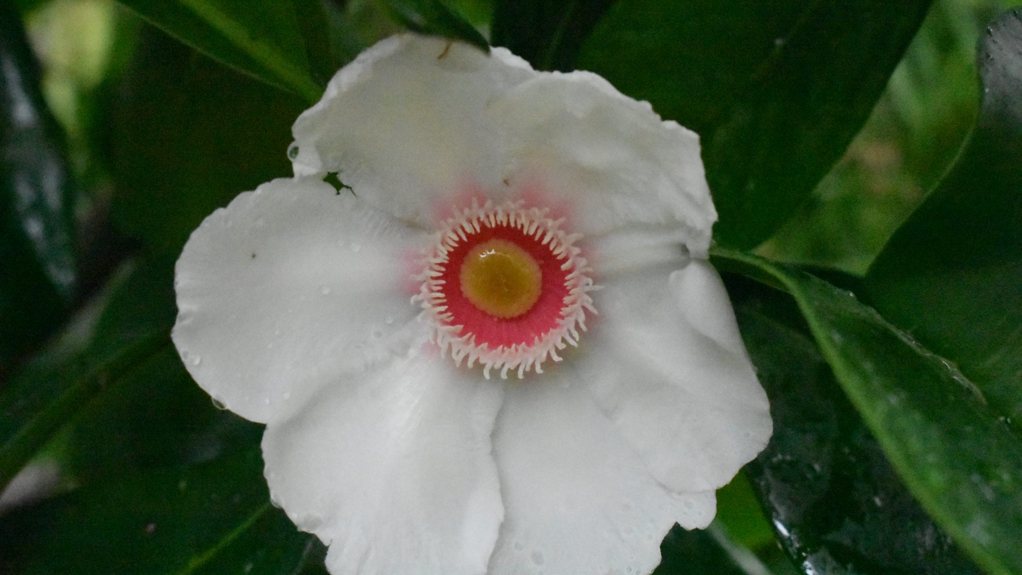 White flower with pink & yellow eye
