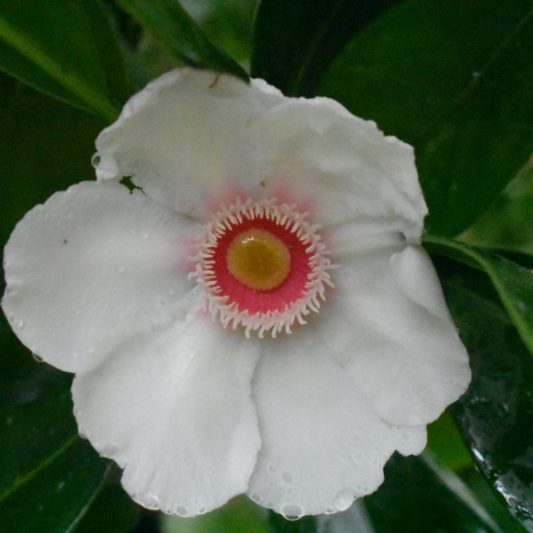 Clusia palmicida