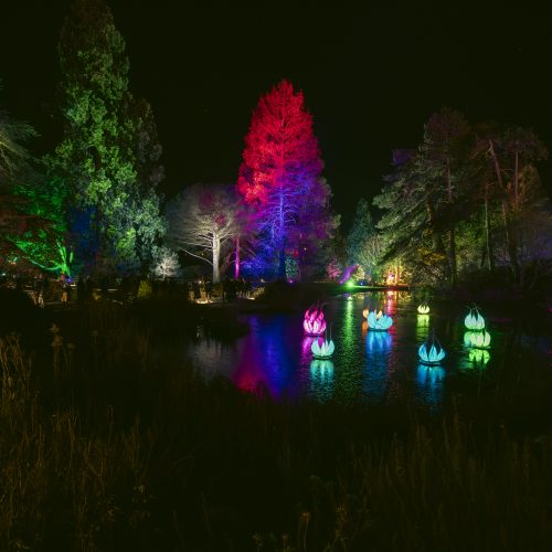 Cambridge Botanic Lights 2024