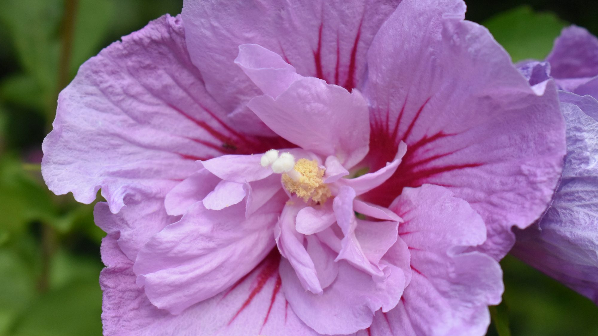 Semi-double, lavender-coloured flower with red basal streaks