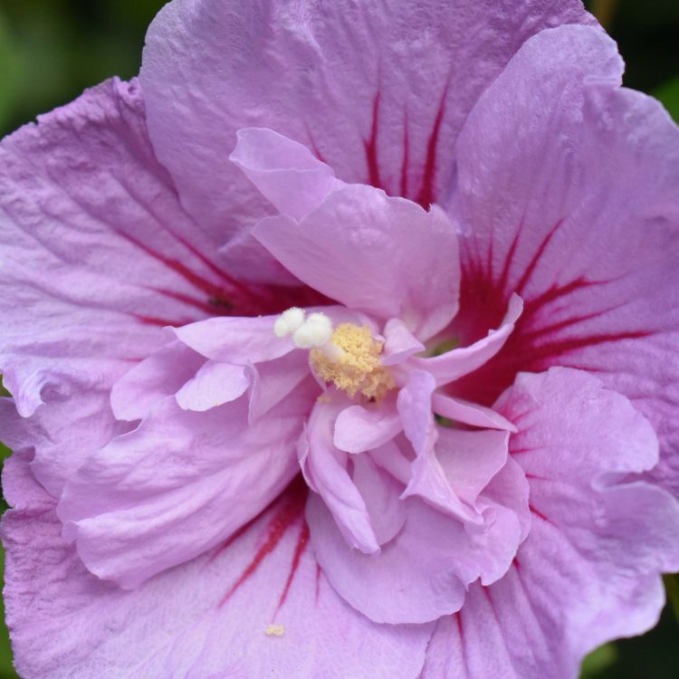 Hibiscus ‘Lavender Chiffon’