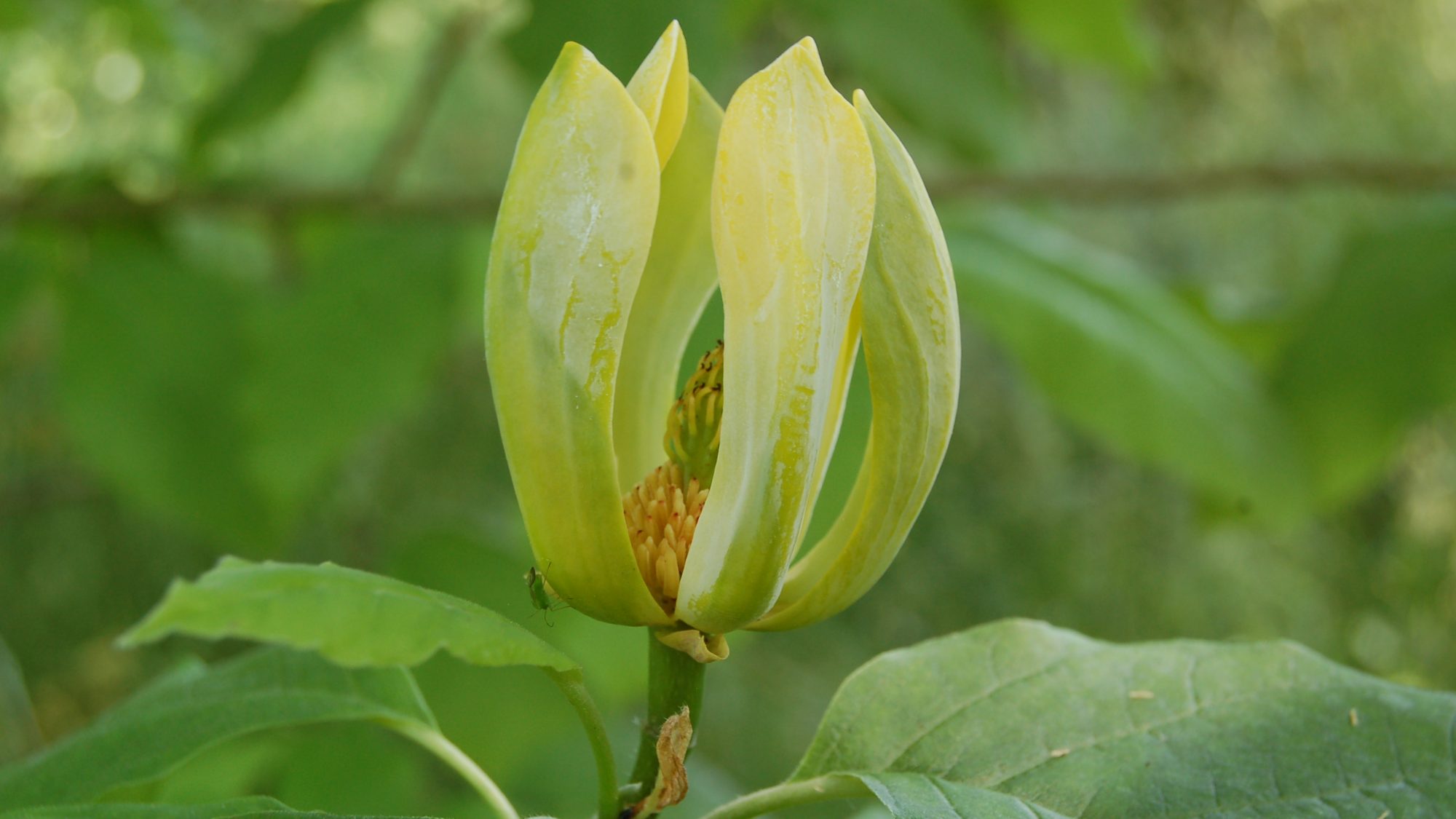 Open, green-yellow, erect flower.